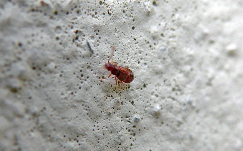 Piccolo Staphylinidae rosso...